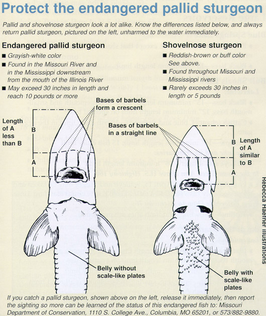 Figure - A Laboratory Examination of Substrate, Water Depth, and Light Use, and the Influence of Water Velocity by Juvenile Pallid and Shoevelnose Sturgeon.