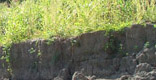 Figure - Kaskaskia River Bank Erosion
